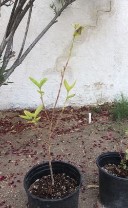 1 gallon guava tree