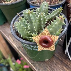 Zebra Stapelia Plants 🪴 