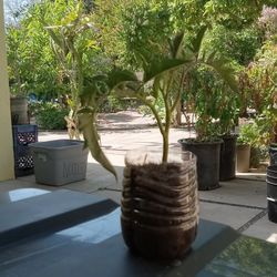 Giant Beefsteak Tomato 7inch Plant