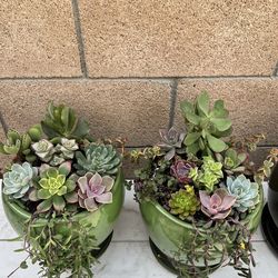Succulent arrangement, arreglos de suculentas