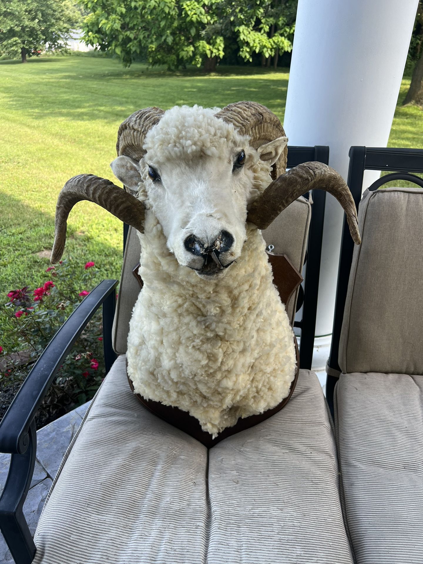 Mountain Ram Taxidermy 