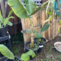 Banana Plant 5 Gallons Pot (taller $30 Smaller $25 Each)