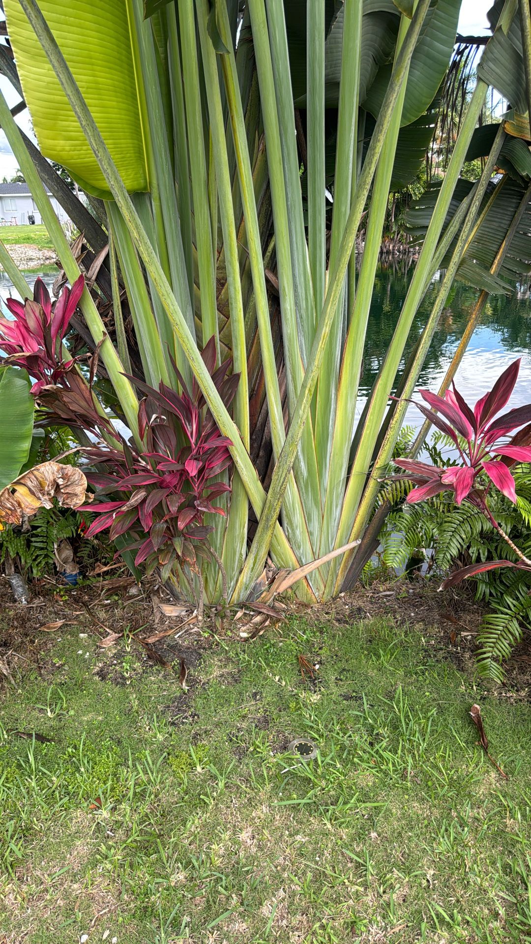 Traveler Palm Tall