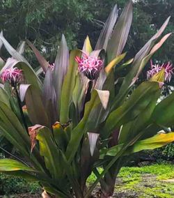Queen Emma Plant - Majestic