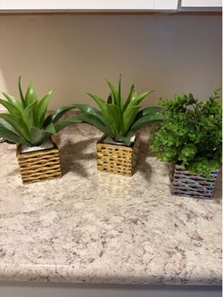 Potted Plants