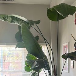 PLANT Birds Of Paradise 