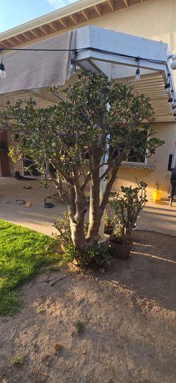Lemon tree and succulent tree