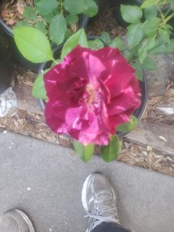Specialty Roses