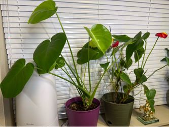 2 Plants