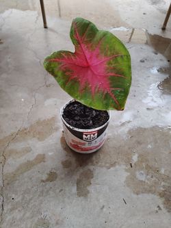 planta $10