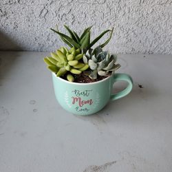 Mother's Day Succulent Arrangement 