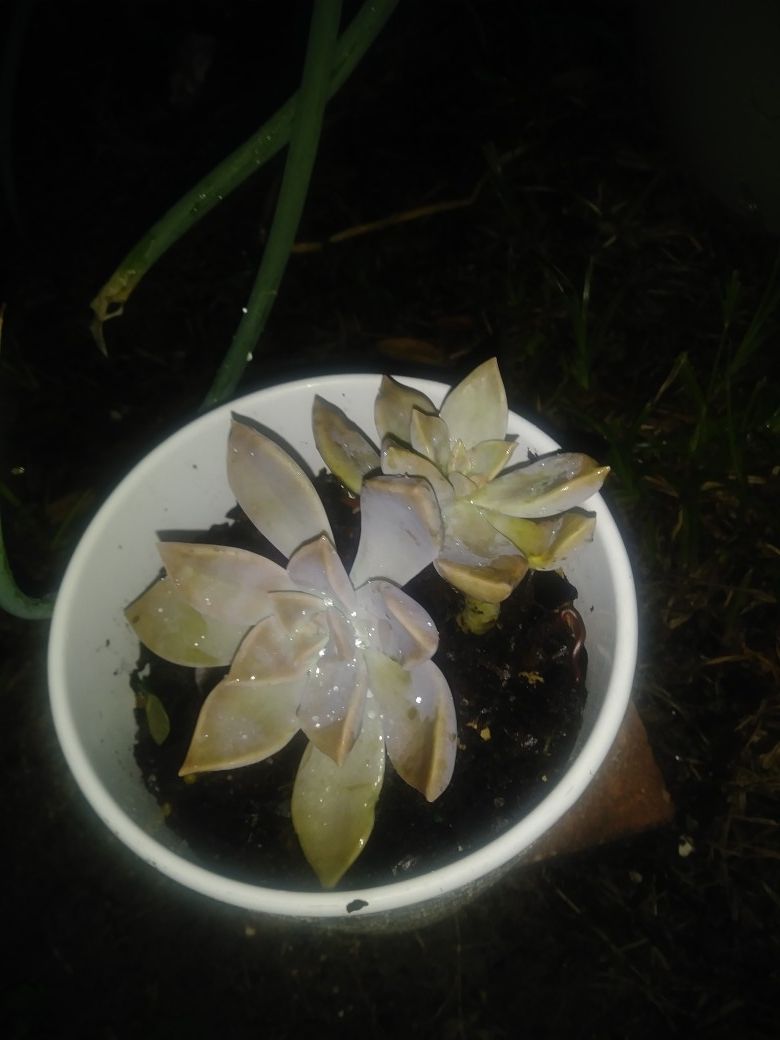Succulents