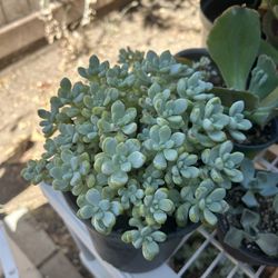 Graptosedum Plant