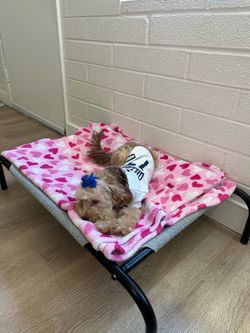 Dog bed
