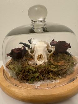 Oddities, Raccoon skull with crystal and artifacts