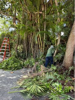 Stumps grinding palms and trees
