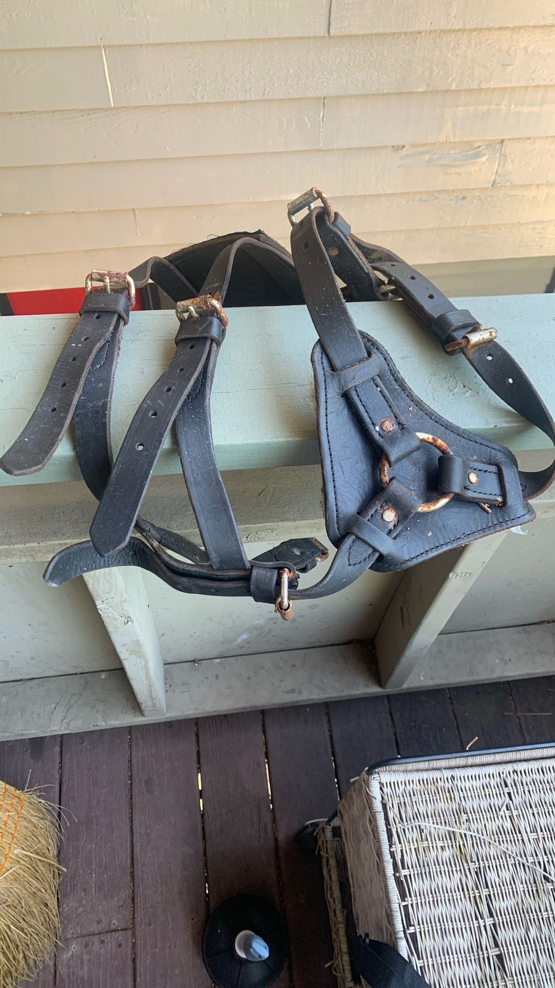 Dog Harness