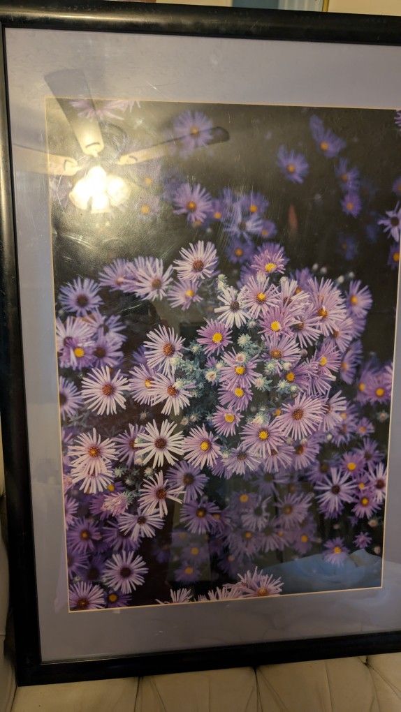 Purple Flower Picture