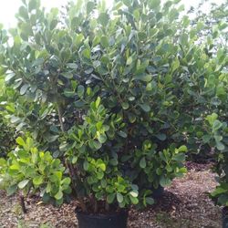 VERY BIG CLUSIA PLANT FOR SALE!  SPECTACULAR BEST QUALITY & BEST PRICE IN TOWN