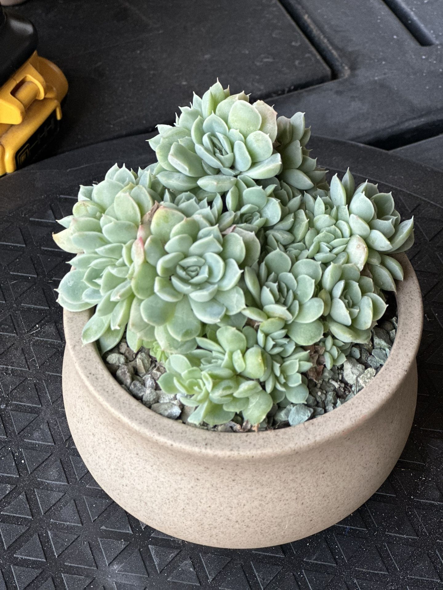 Echeveria With Ceramic Pot