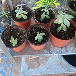 Succulents (Jade Plant & Ghost Plant)