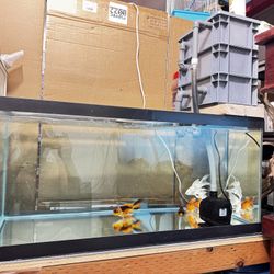 Fish Tank 40 Gallon 