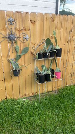 Assorted Cactus