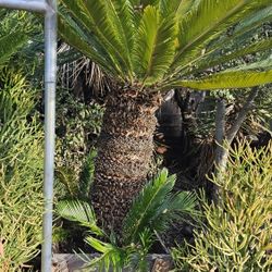 Giant 6 foot Tall Sago Palm In 24inch Container 