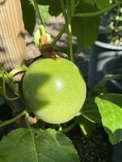 Purple Maracuya , Passion Fruit Climbing Fruiting Plant, In 5 Gallóns Pot Pick Up Only