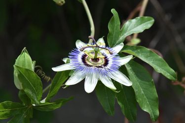 Purple Possom Passionfruit