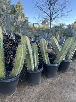 Pitayas mexicanas
