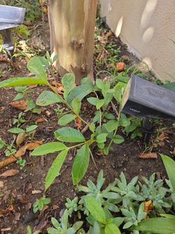 Pink Guava small tree