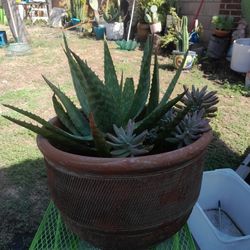 Succulent Plant In Beautiful Terracotta Planter Large Amazing