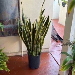 Snake Plant