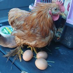 1000 Egg