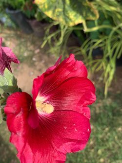 Red flowers floral plants