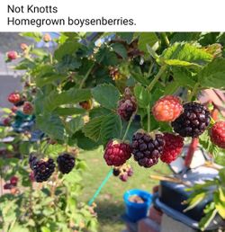 Boysenberry plants 🪴  ×2
