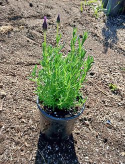 Lavander Spanish 1 Gal 