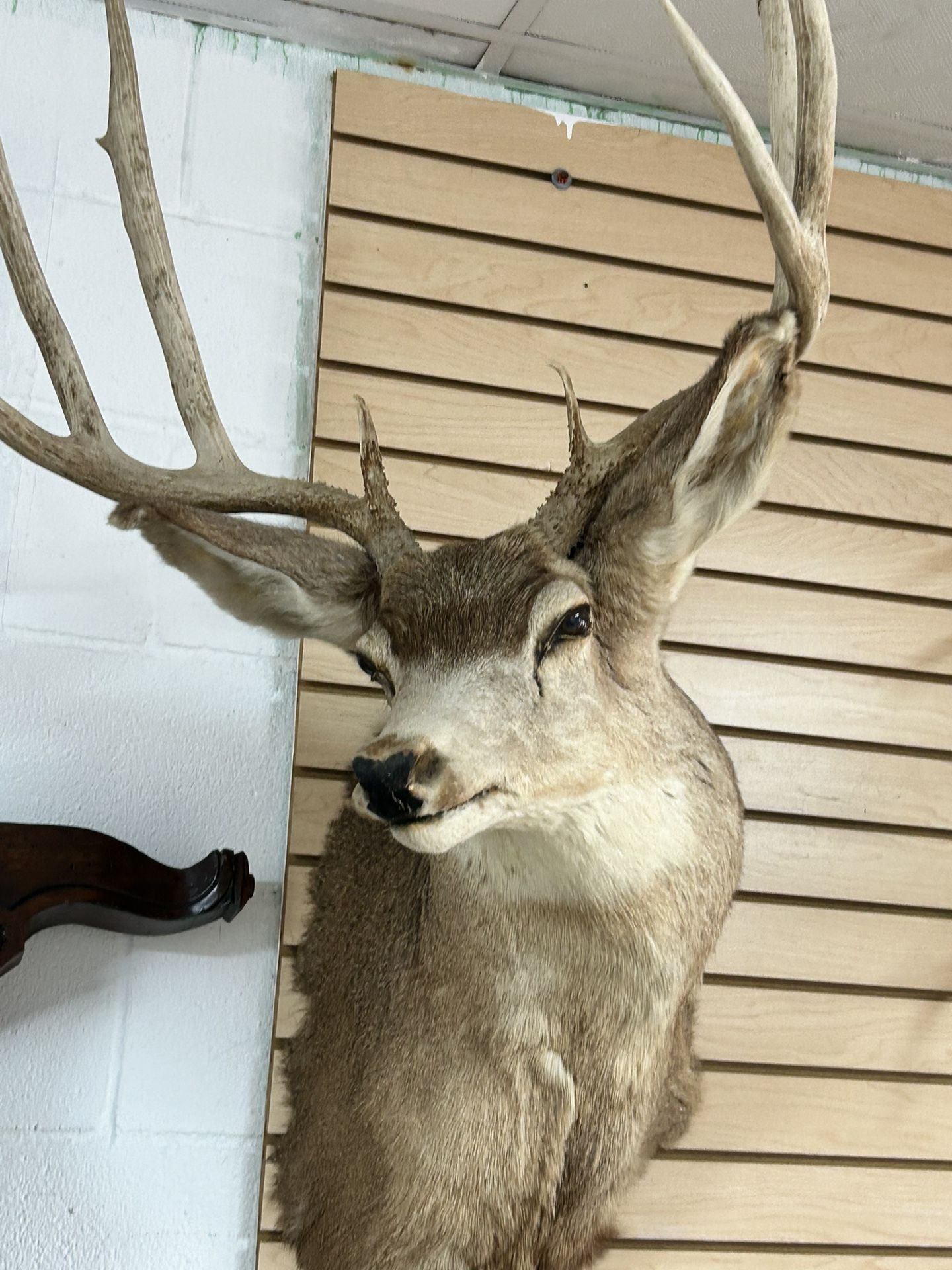 Venado