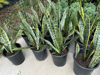 Snake plsnts18$ each