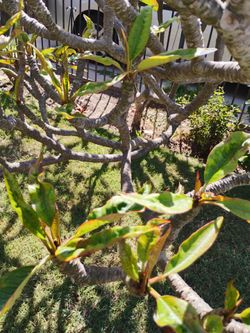 Free plumeria cuttings