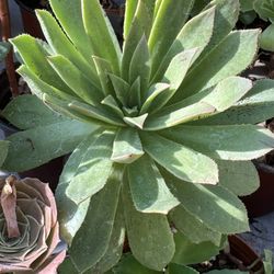 Succulents Plants 4”pot 