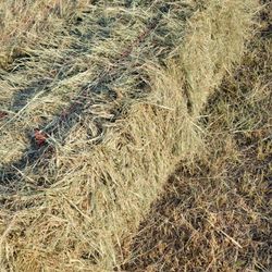 Coastal Horse Quality Hay.  Small Square Bales 55-60 Lbs.