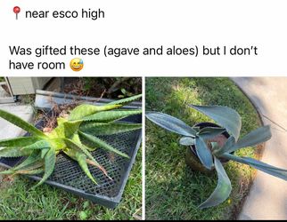 Agave  aloe