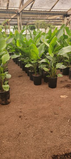 Plant Nursery Worker