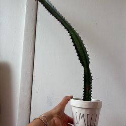 Euphorbia cactus with ceramic pot