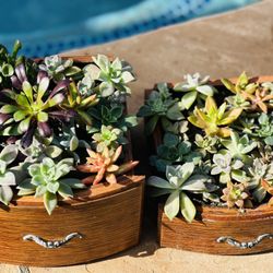 1 Set If Arrangements Succulents 