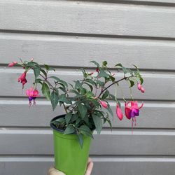 4” Fucshia Plant