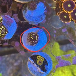 Stratosphere fake Zoa