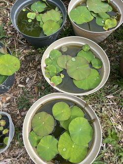 lotus in 12 inch bowl